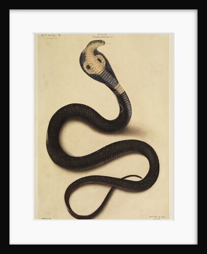 Indian cobra by Annada Prasad Bagchi