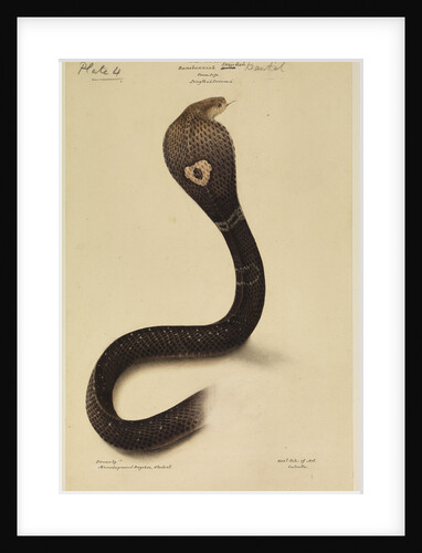 Indian cobra by Annada Prasad Bagchi