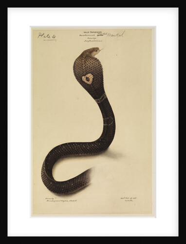 Indian cobra by Annada Prasad Bagchi