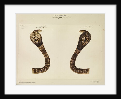 Indian cobra by Annada Prasad Bagchi