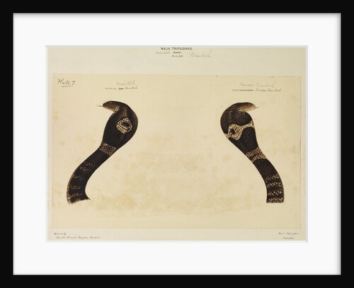 Indian cobra by Annada Prasad Bagchi