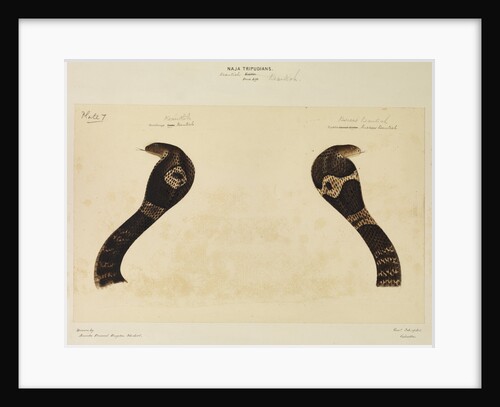 Indian cobra by Annada Prasad Bagchi
