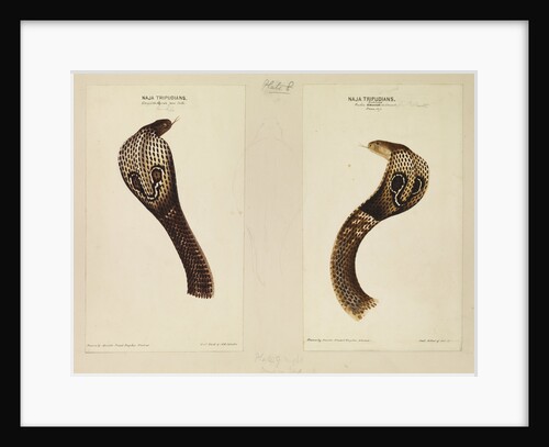 Indian cobra by Annada Prasad Bagchi