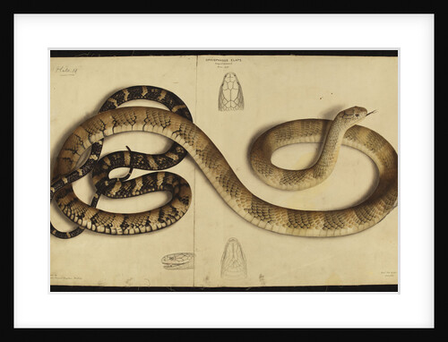 King cobra by Annada Prasad Bagchi