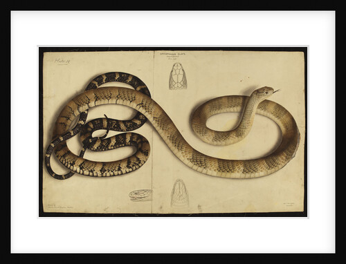 King cobra by Annada Prasad Bagchi