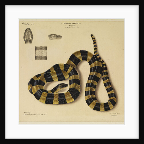 Banded krait by Annada Prasad Bagchi