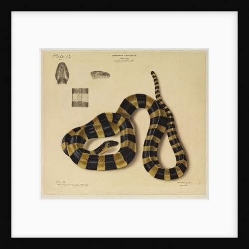 Banded krait by Annada Prasad Bagchi