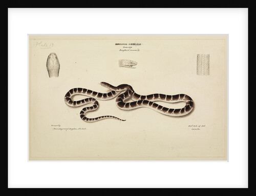Common krait by Annada Prasad Bagchi
