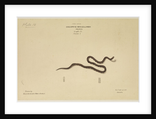 MacClelland's Coral Snake [?] by Annada Prasad Bagchi