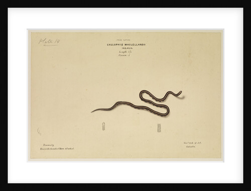 MacClelland's Coral Snake [?] by Annada Prasad Bagchi