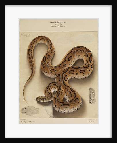 Russell's viper by Annada Prasad Bagchi