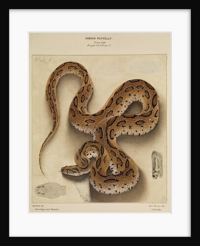 Russell's viper by Annada Prasad Bagchi