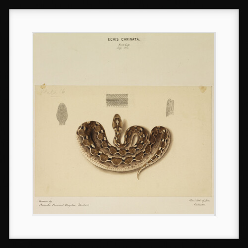 Saw-scaled viper by Annada Prasad Bagchi