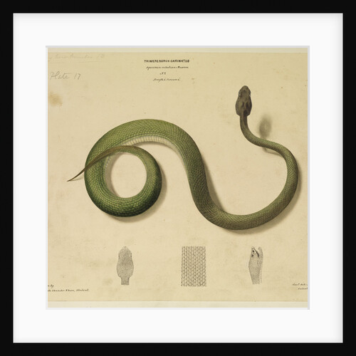 Pit viper[?] by Hurrish Chunder Khan