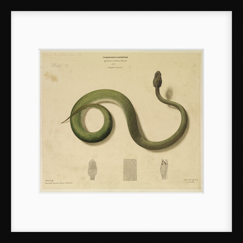 Pit viper[?] by Hurrish Chunder Khan