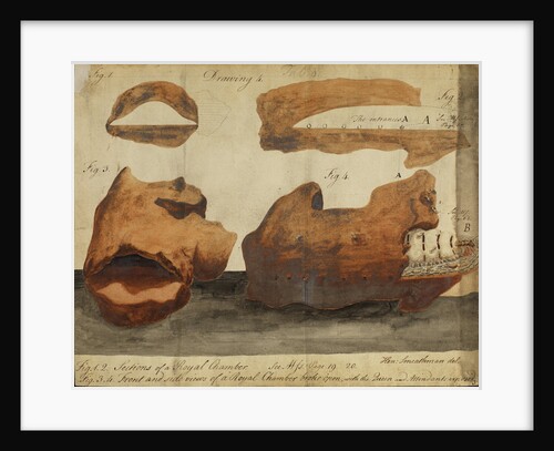 Royal chambers of a termite colony by Henry Smeathman