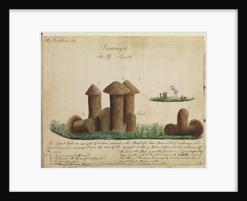 Turret nests of termites by Henry Smeathman