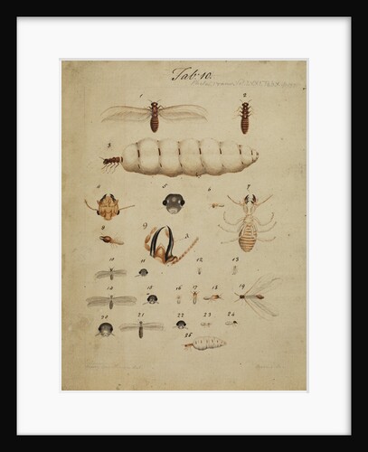 Termites by Henry Smeathman