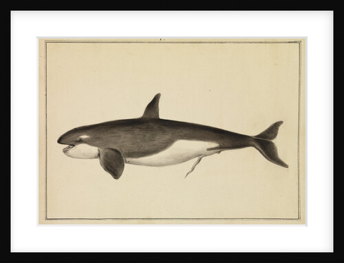 Grampus [Killer whale] by William Bell