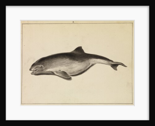 Grampus [False Killer whale?] by William Bell