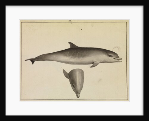 Bottlenose dolphin by William Bell