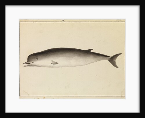 Bottlenose whale by William Bell