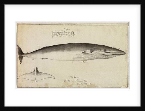 'Balaena Rostrata, Fabricus [Minke whale?]' by William Bell