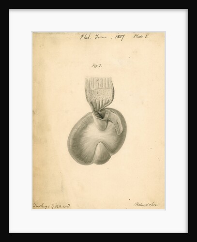 'Turkey's gizzard' by William Clift