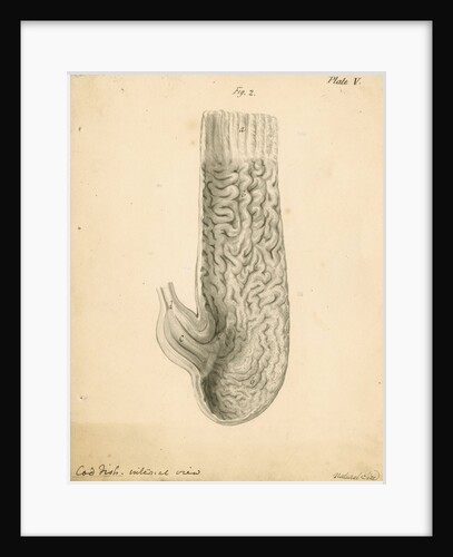 'Cod fish internal view' by William Clift