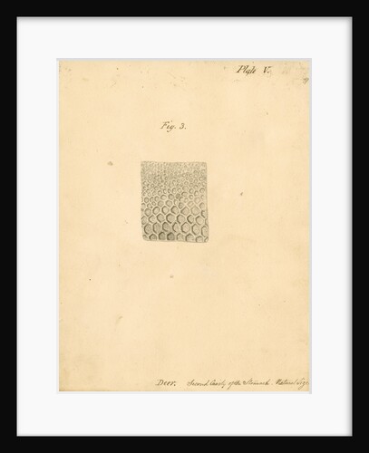 'Deer. Second cavity of the stomach' by William Clift