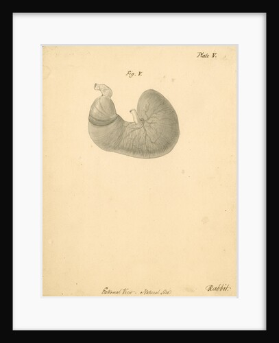 'External view...rabbit' by William Clift