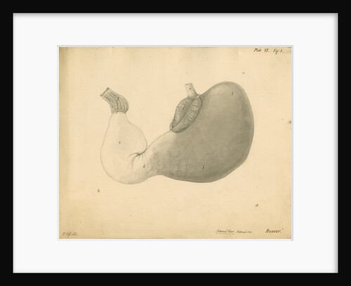 'Internal view...beaver' by William Clift