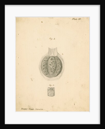 'Beaver glands' by William Clift