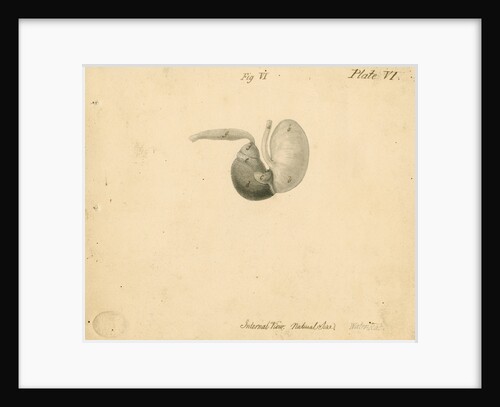 'Water-rat [stomach]' by William Clift