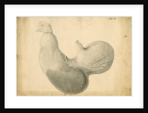 'Ass's stomach inverted' by William Clift