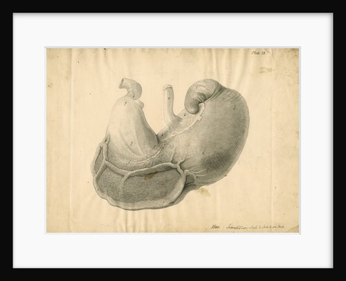 'Hog. Internal view' by William Clift