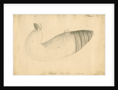 'Elephant. Internal view' by William Clift