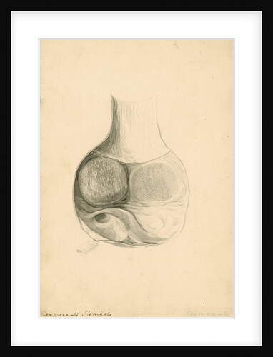 'Cormorant's stomach' by William Clift