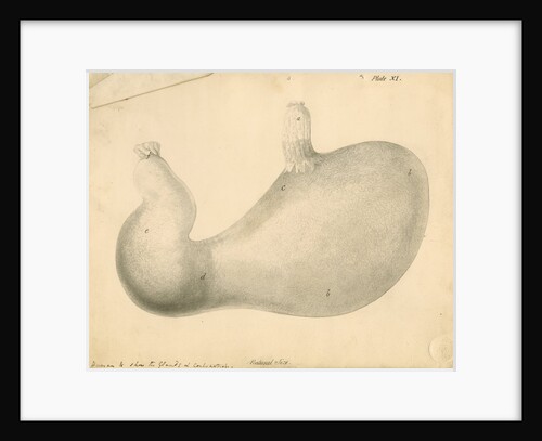 'Human [stomach] to show the Glands...' by William Clift