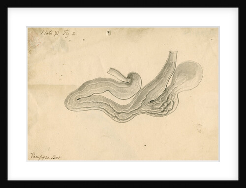 'Vampyre bat [stomach]' by William Clift