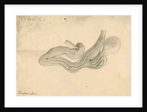 'Vampyre bat [stomach]' by William Clift