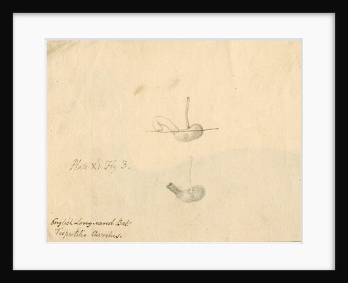 'English long-eared bat [stomach]...' by William Clift