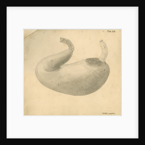 'Lynx [stomach]' by William Clift