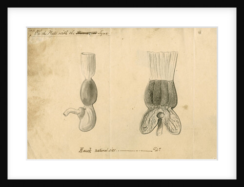 'Hawk [stomach]' by William Clift
