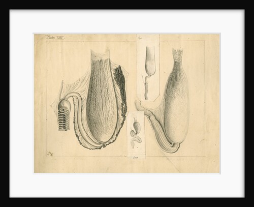 Stomachs of viper, frog, turtle and blue shark by William Clift