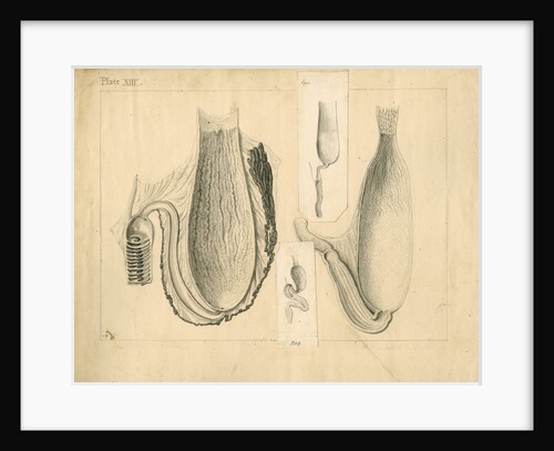 Stomachs of viper, frog, turtle and blue shark by William Clift