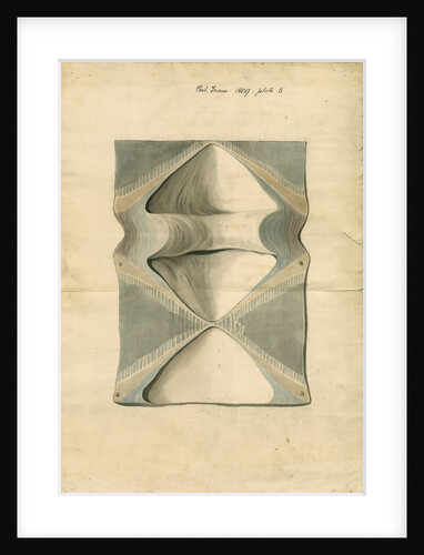 Vertebrae of Squalus maximus [Basking shark] by William Clift