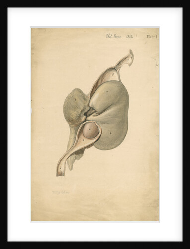 Anatomy of hearing in Balaena mysticetus [Bowhead whale] by William Clift