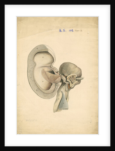 Auditory structures in Balaena mysticetus [Bowhead whale] by William Clift