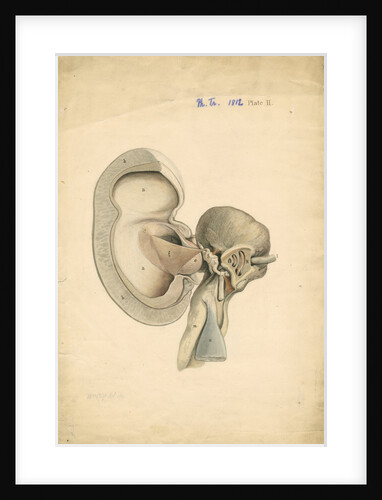 Auditory structures in Balaena mysticetus [Bowhead whale] by William Clift